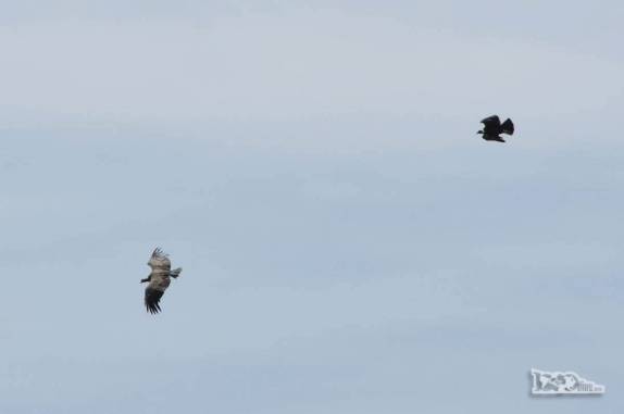 No caminho da Cueva de Las Manos, no sul da patagônia, na Argentina, uma rara visão de dois condores voando juntos